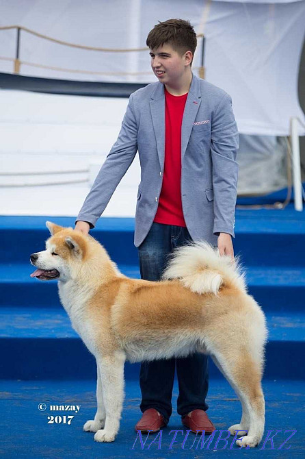 Акита ину щенки в питомнике Астана - изображение 4