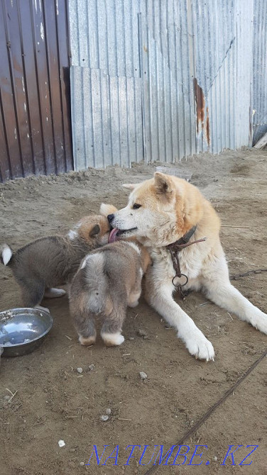 Taza kanda akita breeds urgashy zhasy 7de taza kabagan emes Муратбаев - photo 3