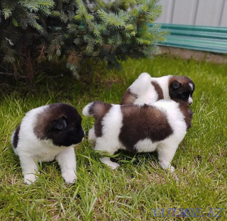 american akita Almaty - photo 1