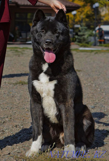 american akita Almaty - photo 3