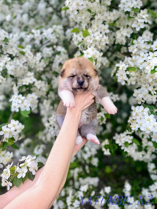 Раннее бронирование щенки акита ину Астана - изображение 1