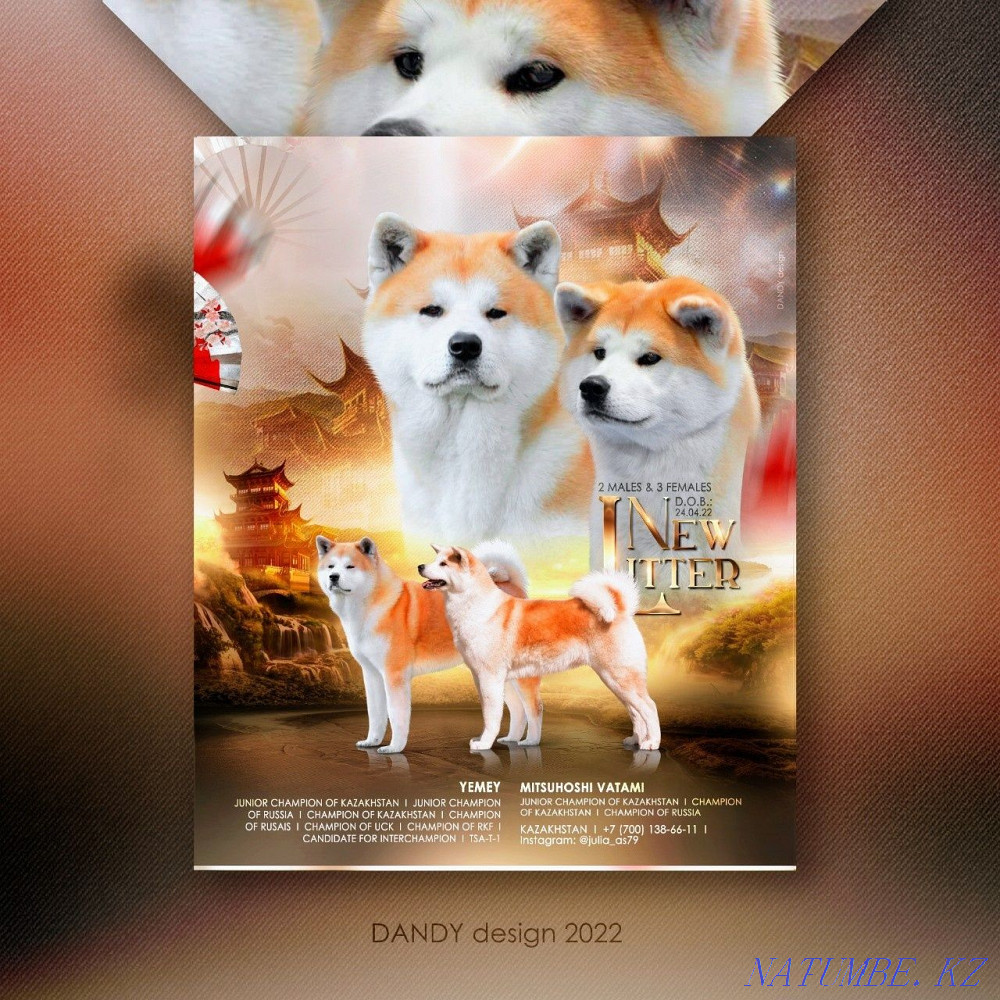 Раннее бронирование щенки акита ину Астана - изображение 5