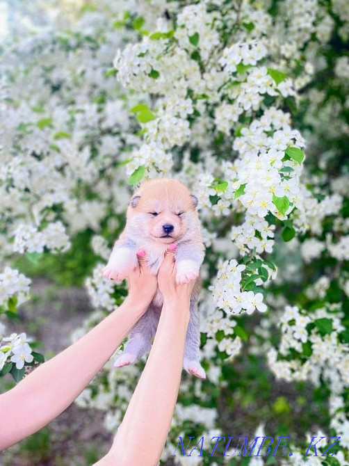 Раннее бронирование щенки акита ину Астана - изображение 3