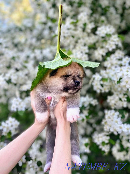 Раннее бронирование щенки акита ину Астана - изображение 4