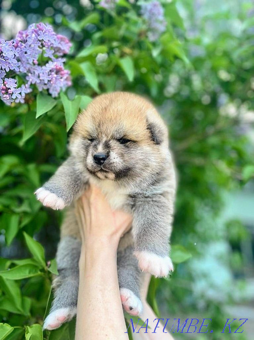 Раннее бронирование щенки акита ину Астана - изображение 2