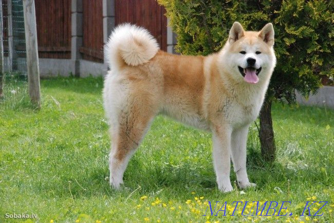 Hachiko purebred Akita is looking for a girlfriend of his own kind Semey - photo 1