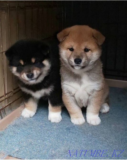 Real Samurai Shiba Inu Балыкши - photo 1
