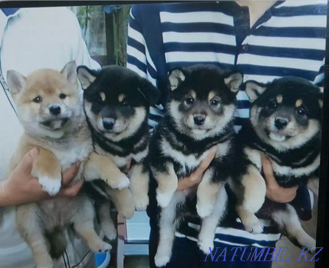 shiba inu puppies from kennel Ust-Kamenogorsk - photo 4