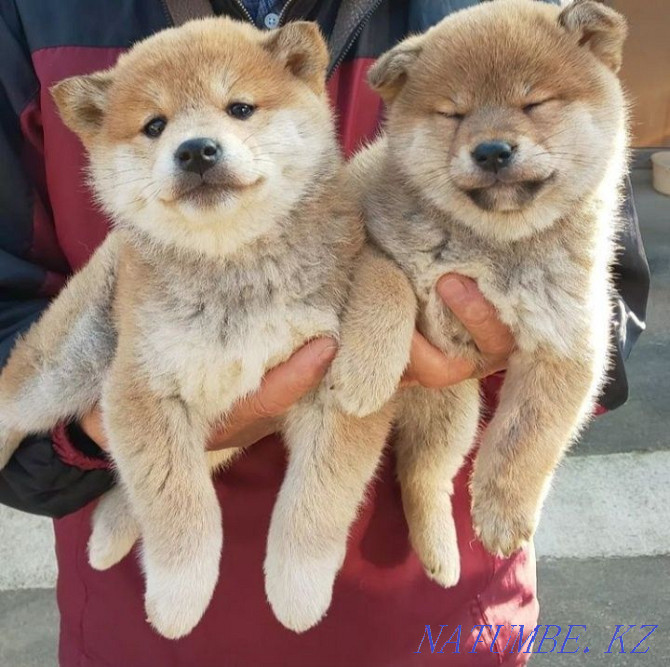 shiba inu puppies from kennel Ust-Kamenogorsk - photo 1