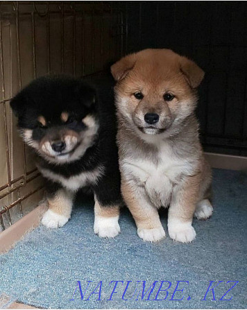 shiba inu puppies from kennel Ust-Kamenogorsk - photo 3