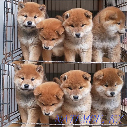 shiba inu puppies from kennel Ust-Kamenogorsk - photo 2