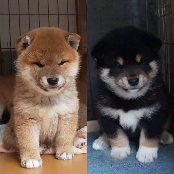 shiba inu puppies from kennel Ust-Kamenogorsk - photo 5