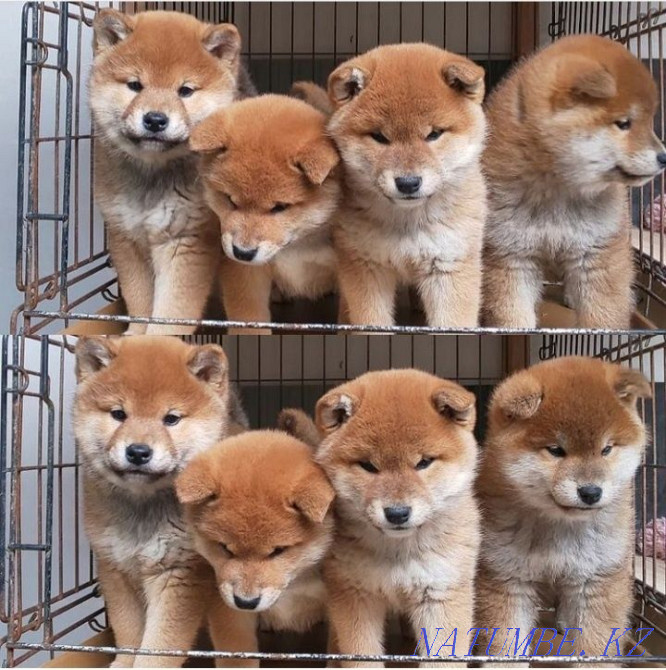 Chic puppies mini Hachiko Pavlodar - photo 2