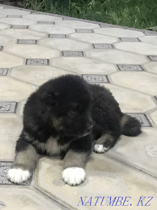 Собака ( Алабай чисто) 1 айлык Шымкент - изображение 5