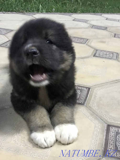 Собака ( Алабай чисто) 1 айлык Шымкент - изображение 2