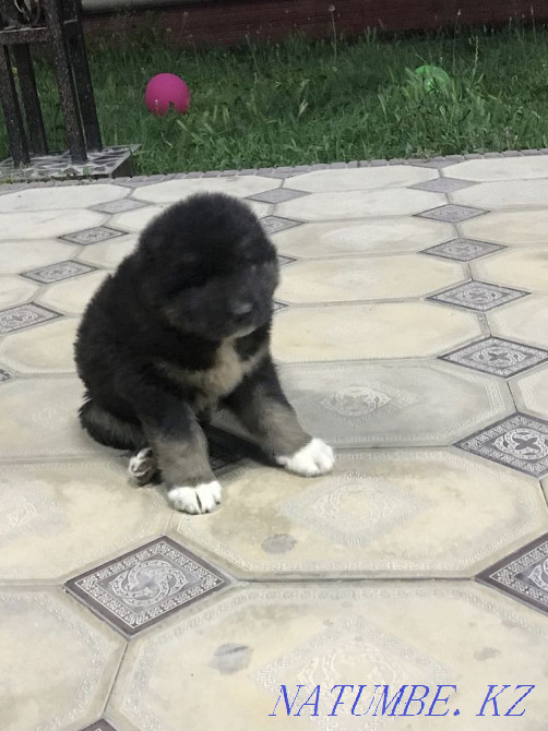 Собака ( Алабай чисто) 1 айлык Шымкент - изображение 4
