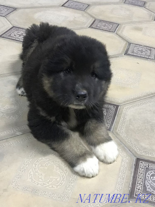 Собака ( Алабай чисто) 1 айлык Шымкент - изображение 1