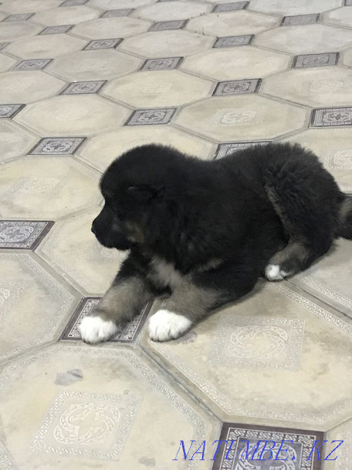 Собака ( Алабай чисто) 1 айлык Шымкент - изображение 6