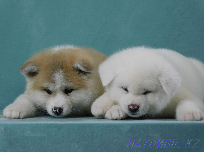 Faithful hachiko to his master Нуркен - photo 2