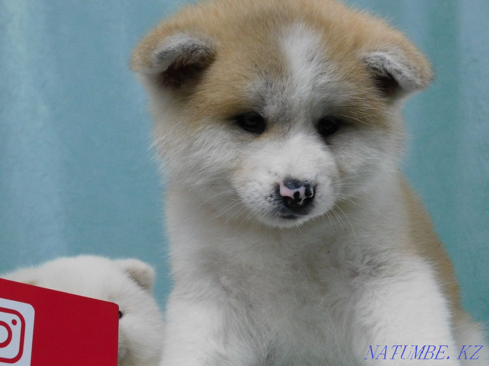 Верный хатико своему хозяину Нуркен - изображение 4