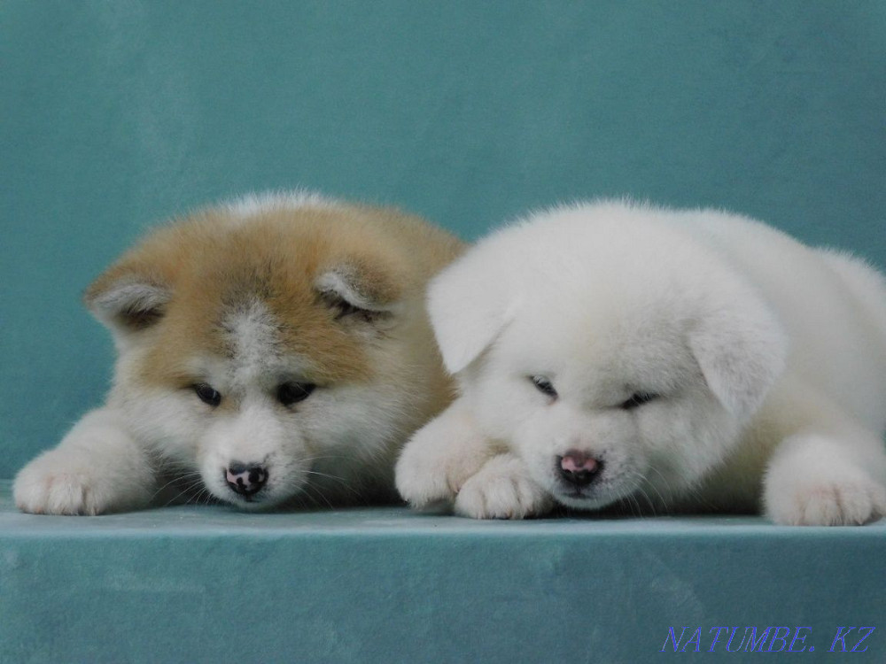 Cool puppies ready to move Ust-Kamenogorsk - photo 5