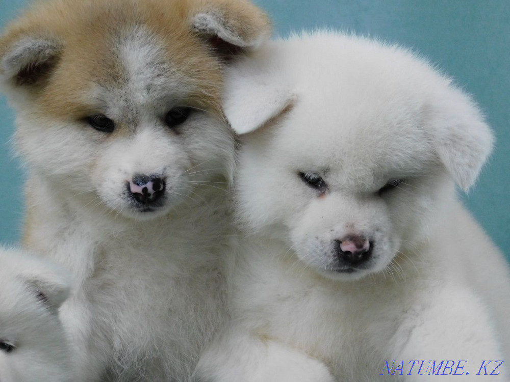 Cool puppies ready to move Ust-Kamenogorsk - photo 1