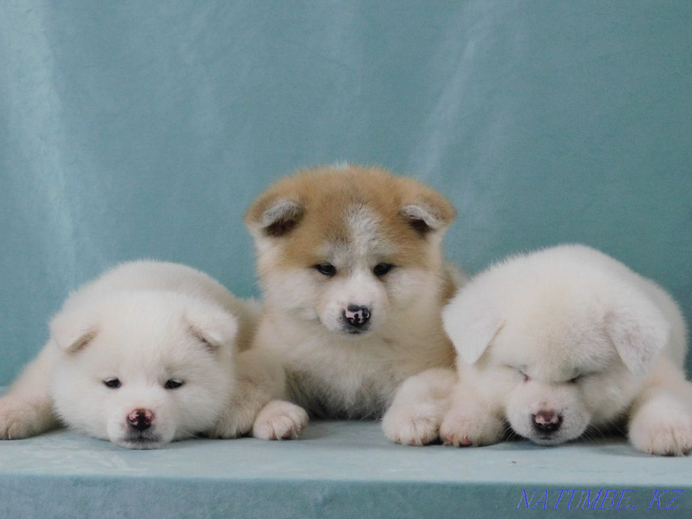 Cool puppies ready to move Ust-Kamenogorsk - photo 2