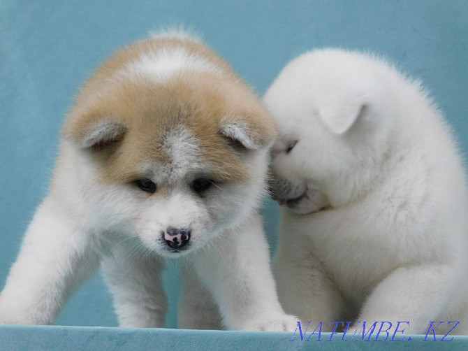 snow white puppies Pavlodar - photo 1