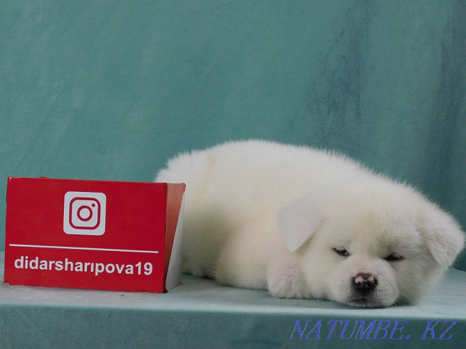 snow white puppies Pavlodar - photo 5