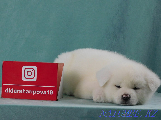 Верный друг Хатико Instagram dog.kz.almaty Балыкши - изображение 6