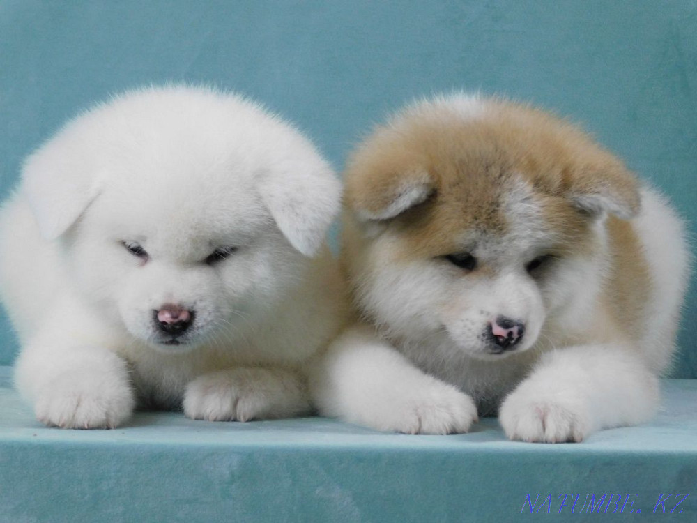 Адал дос Хачико Instagram dog.kz.almaty Балыкши - изображение 2