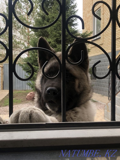 Американская Акита Астана - изображение 2