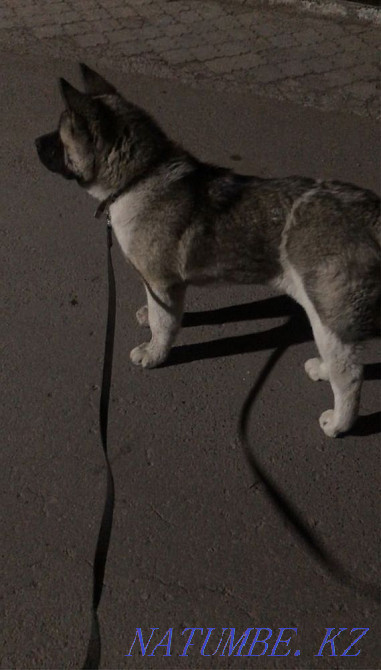 Американская Акита Астана - изображение 3