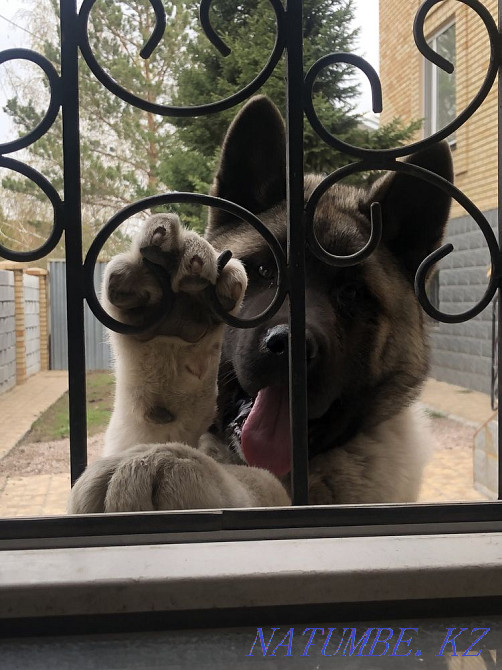 Американская Акита Астана - изображение 1