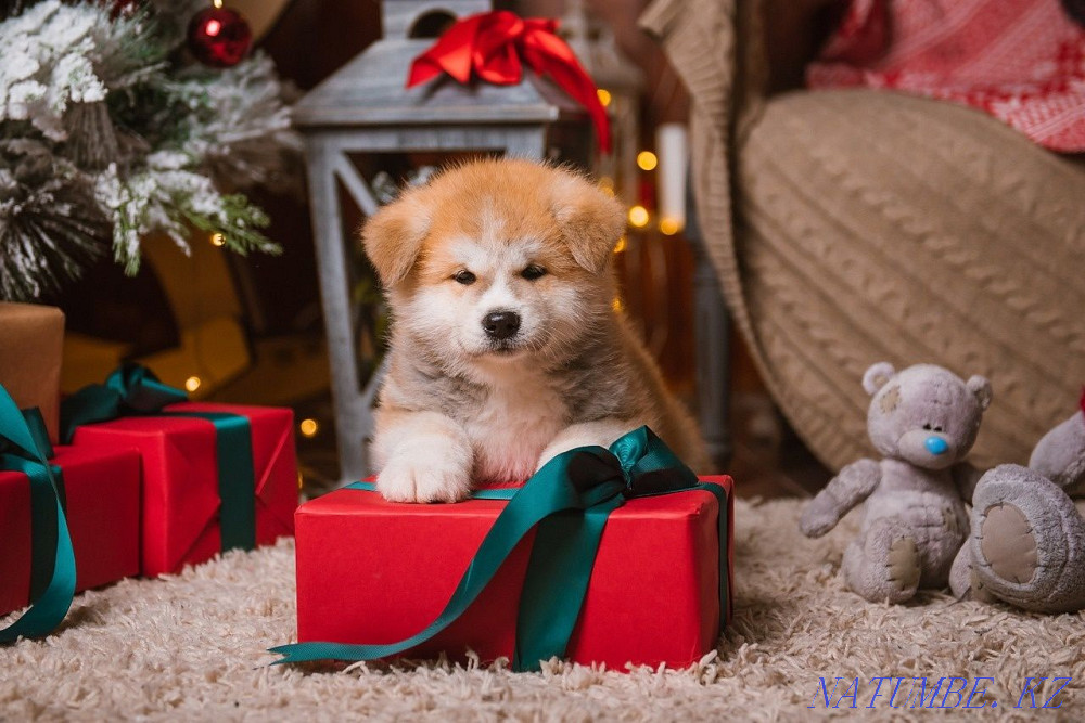 Gorgeous Japanese Akita Kostanay - photo 2