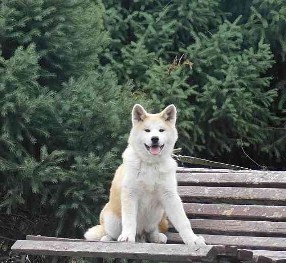Красивые щенки японской акиты Актау