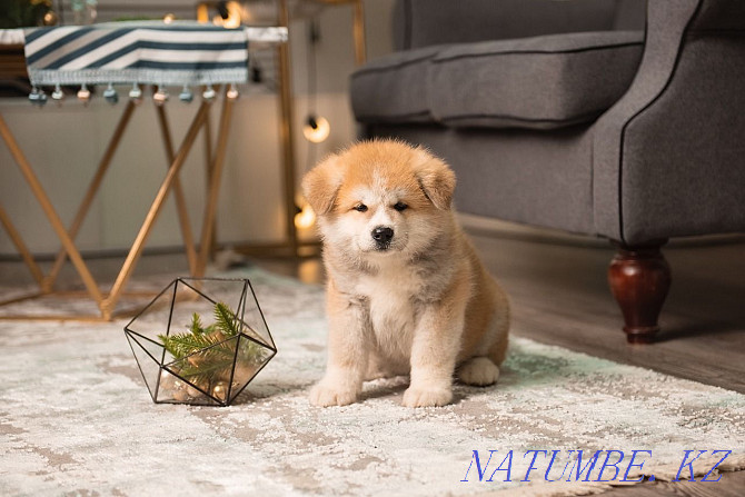 Smart American Akita puppies Kokshetau - photo 1