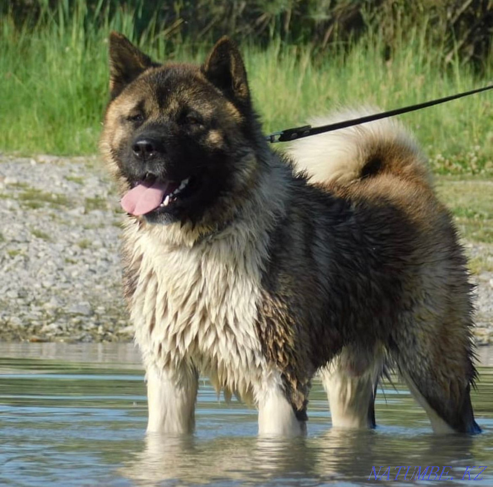 Умные щенки американской акиты Кокшетау - изображение 3