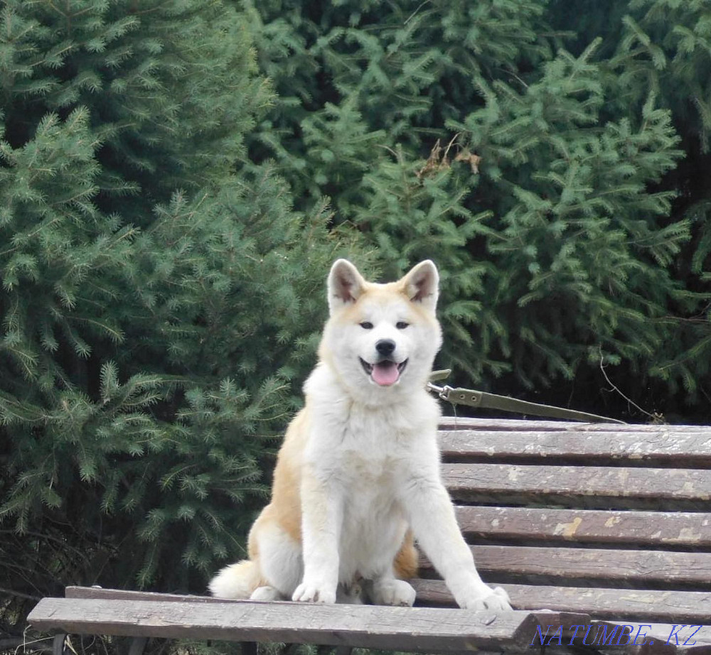 Умные щенки американской акиты Кокшетау - изображение 2