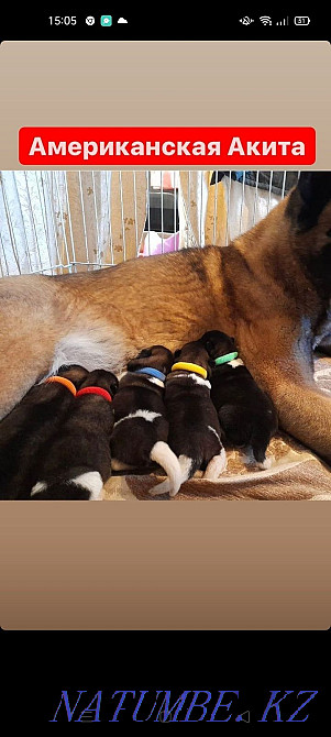 Умные щенки американской акиты Кокшетау - изображение 5