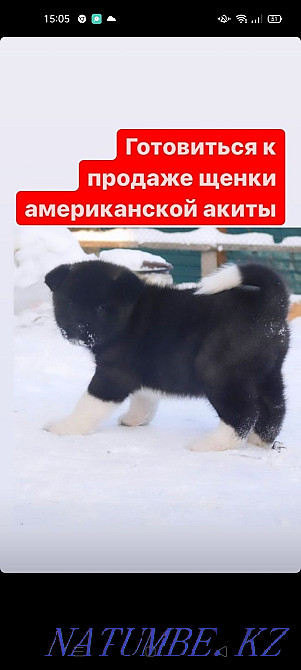 Умные щенки американской акиты Кокшетау - изображение 4