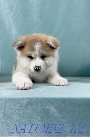 Akita Inu puppies ready to go Karagandy - photo 1