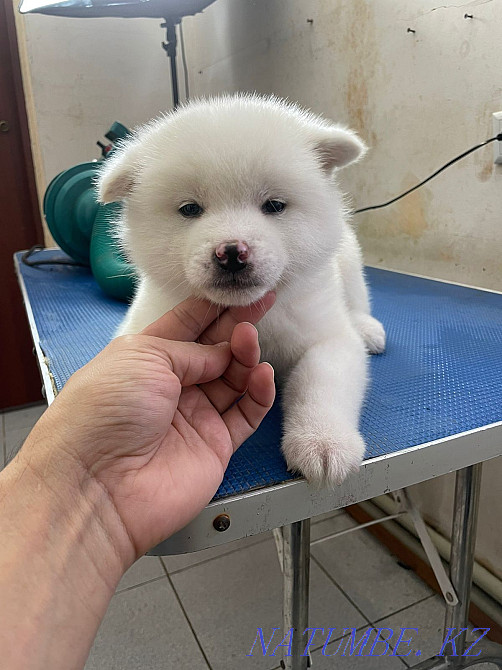 Japanese Akita puppies for sale Astana - photo 2