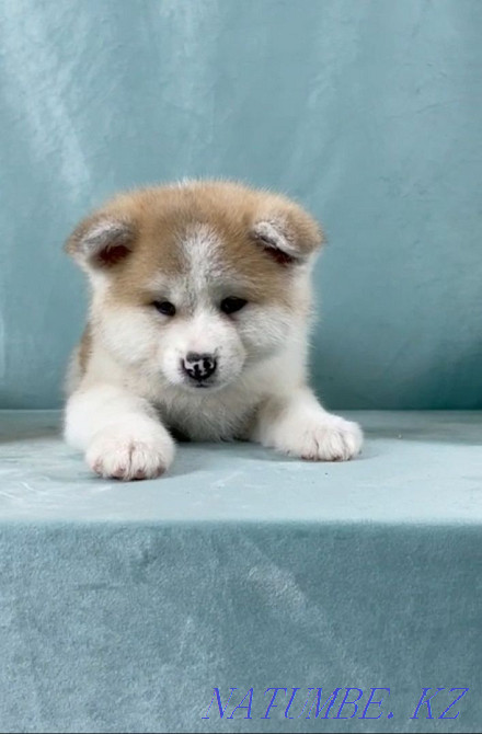 Japanese Akita puppies for sale Astana - photo 1