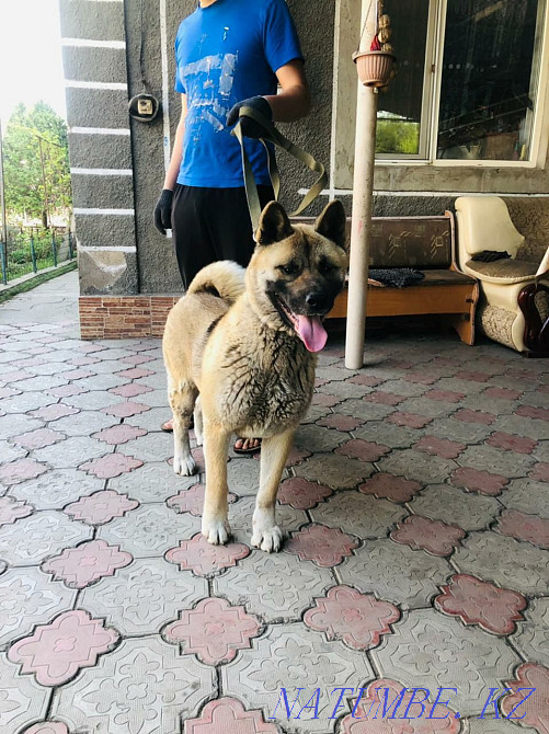 american akita Almaty - photo 2