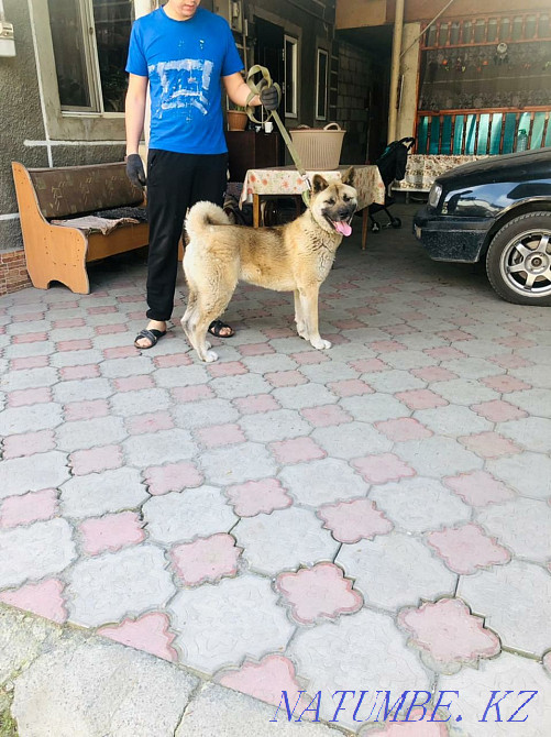 american akita Almaty - photo 4