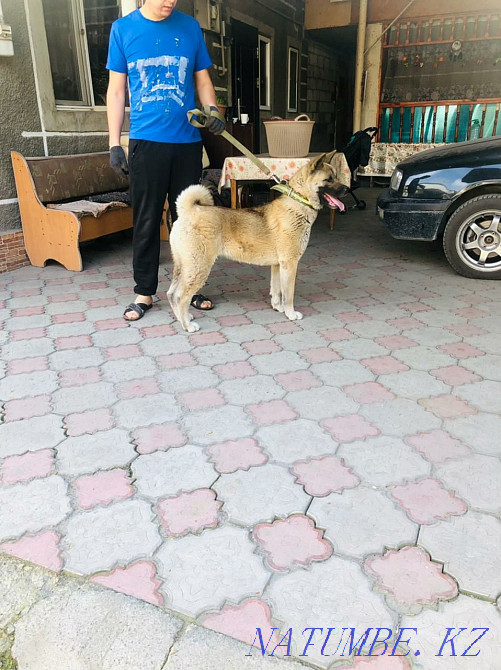 american akita Almaty - photo 6