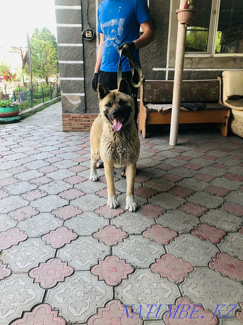 american akita Almaty - photo 5