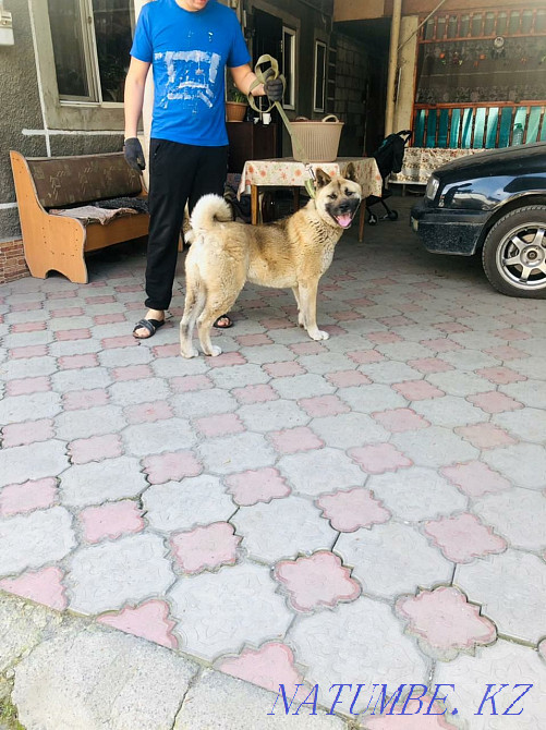 american akita Almaty - photo 1