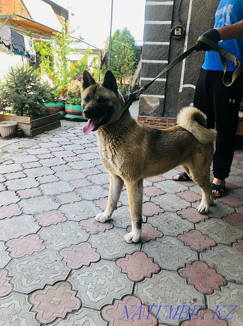 american akita Almaty - photo 3
